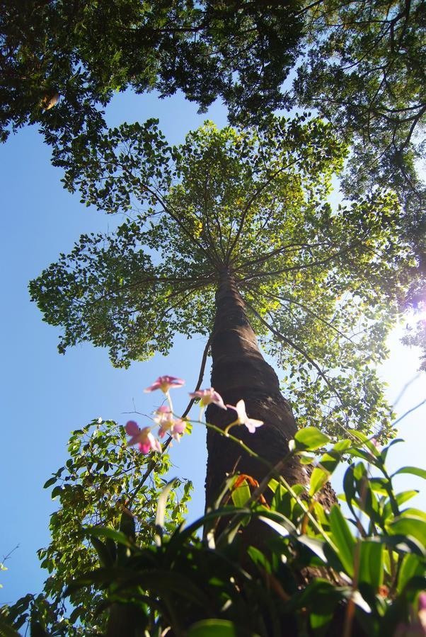 Tree House Hotel Sisaket Dış mekan fotoğraf